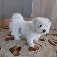 سگ نژاد مالتیز