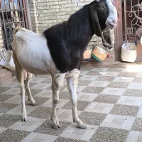 سه عدد بز نرمست گوش دراز ازنسلدوغلوزا|حیوانات مزرعه|خرمشهر, |دیوار