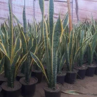 سانسوریا گلدانی