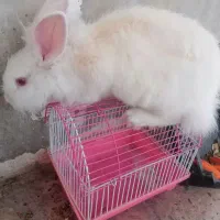 فروش خرگوش آلبینوی نیوزلندی(سفیدچشم قرمز)