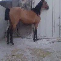 اسب دره شوری