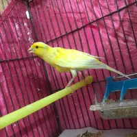 قناری طلایی نر|پرنده|اردبیل, |دیوار