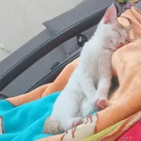 گربه ناز