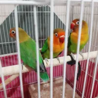 برزیلی جفت و تک