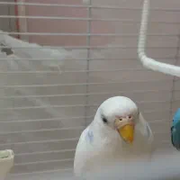 مرغ عشق  با قفس و وسایل