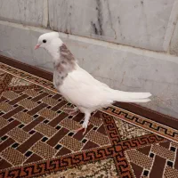 طوقی جوانه