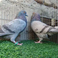 کفتر معامله یا معاوضه با کله ای|پرنده|بافت, |دیوار