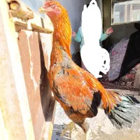 جوجه ۶ ماهه لاری