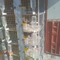 کبوتر ..جفت کن|پرنده|برخوار, |دیوار