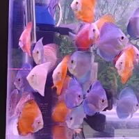 ماهی دیسکس|ماهی|اردبیل, |دیوار