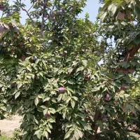 240-متر-باغچه-نهالستان-باباسلمان-قدس