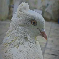 کفتر دم سیاه ماده