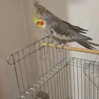 عروس هلندی جفت