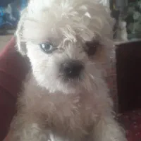 گمشده.این طفلک درمان مریضه ودارو مصرف میکنه