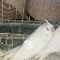 جوجه عروس البینو تمیز سالم از مادر تغذیه شده فروش