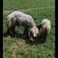 قوچ میش بره|حیوانات مزرعه|شهرکرد, |دیوار