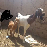فروش بز آبستن با شنک نر