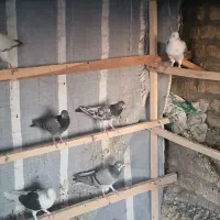 کبوتر پرشی|پرنده|اصفهان, شمس آباد|دیوار