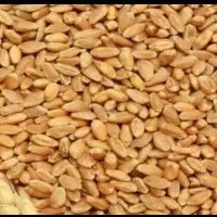 سمت حمیدیه گمبوعه بزرگ