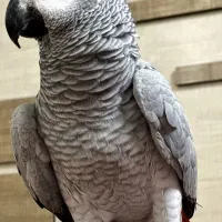 طوطی کاسکو سخنگو خیلی پر حرف شیرین زبان