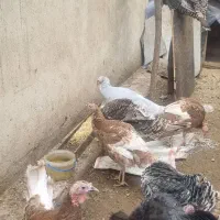 بوقلمون|حیوانات مزرعه|کرج, برغان|دیوار