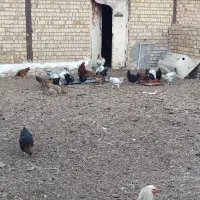۴۰ یا ۵۰تا مرغ خروس دارم تو شهر شال کلـی جزیــی