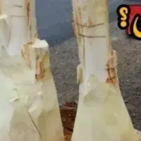 جهت در آوردن پنیرک (جمار)