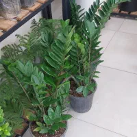 گلهای آپارتمانی