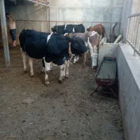 فروش گوساله های پرواری دورگ وگیلکی