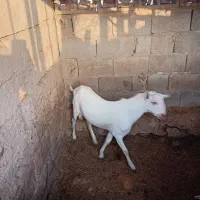 یک نری سفید