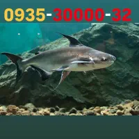 0935-30000-32|سیم‌کارت|تهران, ولنجک|دیوار