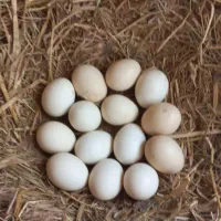 تخم مرغ لاری اوشامو