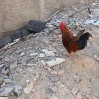 خروس