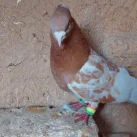 کبوتر|پرنده|دهاقان, |دیوار