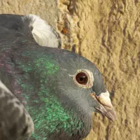 نرجان اردن|پرنده|زهک, |دیوار