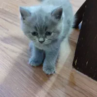 دو توله گربه فول بریتیش