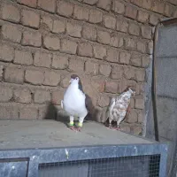 کبوتر پلاس