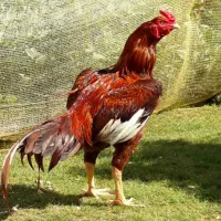 ۱۵ تا مرغ مرندی تخم گذار