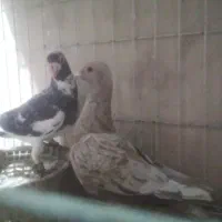 یک جفت دورگ|پرنده|مسجد سلیمان, |دیوار