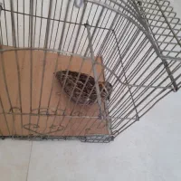 بدبده بخون دستی