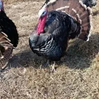 بوقلمون بوقلمون بوقلمون|حیوانات مزرعه|مرند, |دیوار