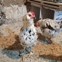 تخم نطفه دار گلین، جوجه گلین ، کودمرغی رایگان|حیوانات مزرعه|وحیدیه, |دیوار