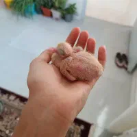 این ماده شازده زرد رو گم کردم|پرنده|اشترینان, |دیوار