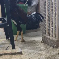 خروس لاری|حیوانات مزرعه|رشت, احمد گوراب|دیوار