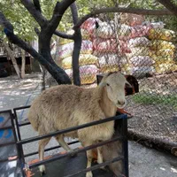 لاشه گوشت دار