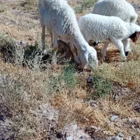 یک میش با بره ماده