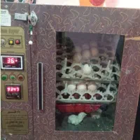 فروش یک دستگاه جوجه کشی