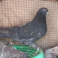 کفترماده مایه کفتر گنجه ای|پرنده|فولادشهر, A4|دیوار