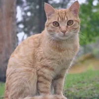 واگذاری گربه اپارتمانی رایگان