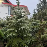 نوئل سبز آبی افرا قرمز ستاره ای گل زینتی پیوندی